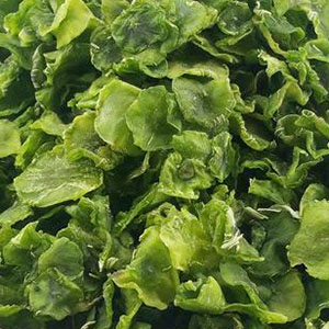Asparagus Lettuce Dehydrating Processing Line