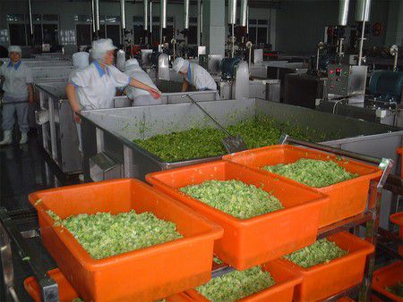 Kale Dehydrating Processing Line