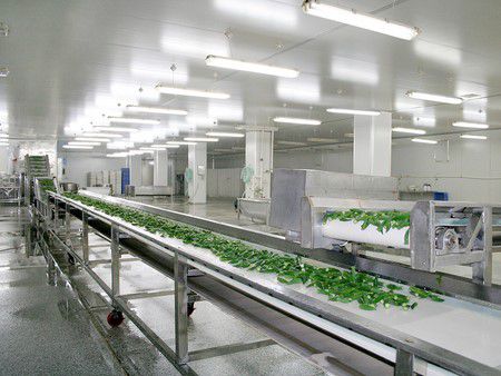 Indian Okra Freezing Processing Line