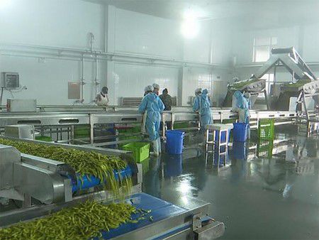 Soybean Freezing Equipment Processing Line