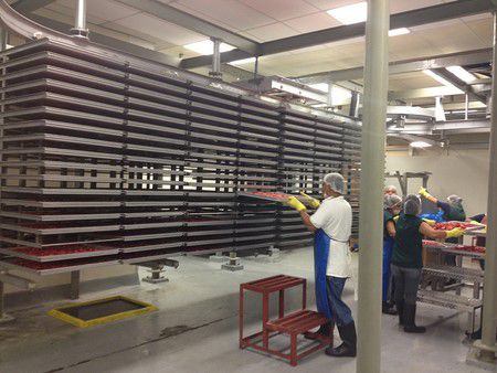 Mexico Strawberry Vacuum Freeze Drying Processing Line
