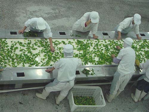 Sorting conveyor
