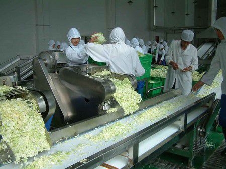 Vegetable Processing Equipment