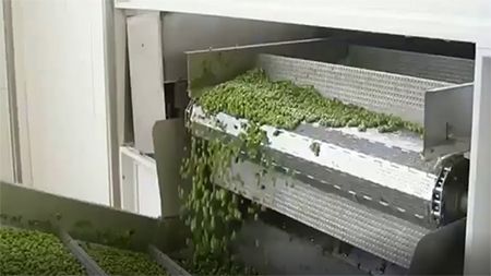 Green Pea Freezing Line