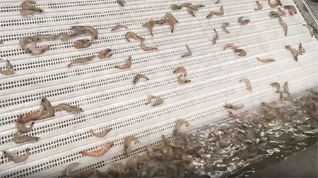 XSJ-12 Shrimp Grader