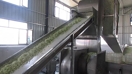 Cabbage Dehydrating Processing Line