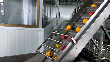 Green and Red Bell Pepper Dehydrating Processing Line