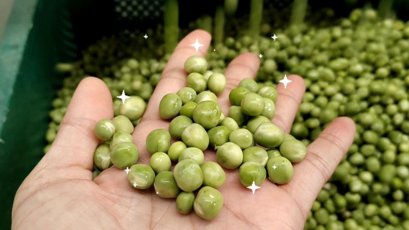 Green Pea Depodding Machine