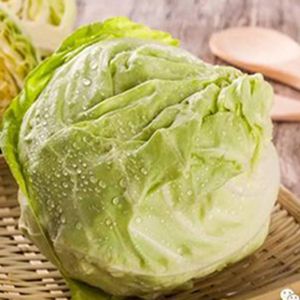 Fresh Cabbage