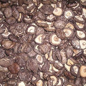 Commercial Freeze Dryer
