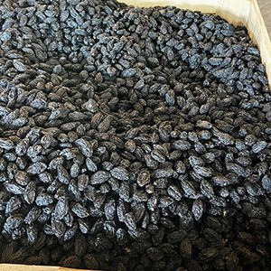 Commercial Freeze Dryer