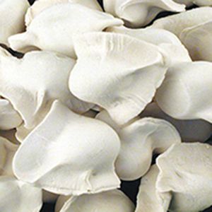 Commercial Freeze Dryer